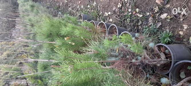 Nursery . landscape . A. U. B. agr. Eng. All kind of plants