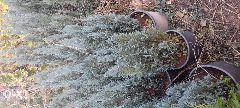 Nursery . landscape . A. U. B. agr. Eng. All kind of plants 1