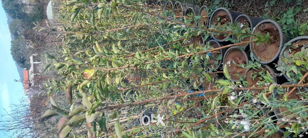 Nursery . landscape . A. U. B. agr. Eng. All kind of plants 2