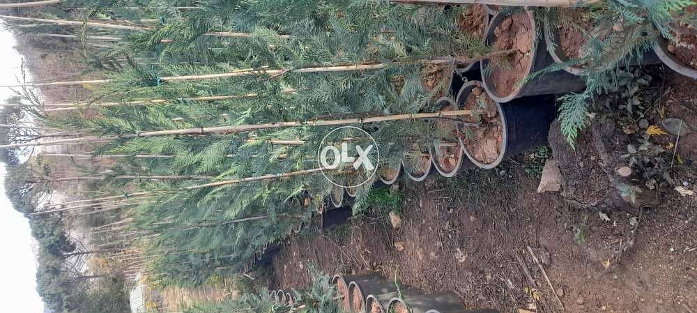 Nursery . landscape . A. U. B. agr. Eng. All kind of plants 3