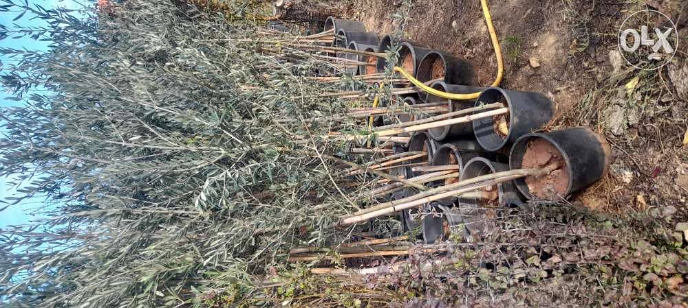 Nursery . landscape . A. U. B. agr. Eng. All kind of plants 4