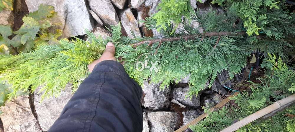 Nursery . landscape . A. U. B. agr. Eng. All kind of plants 5