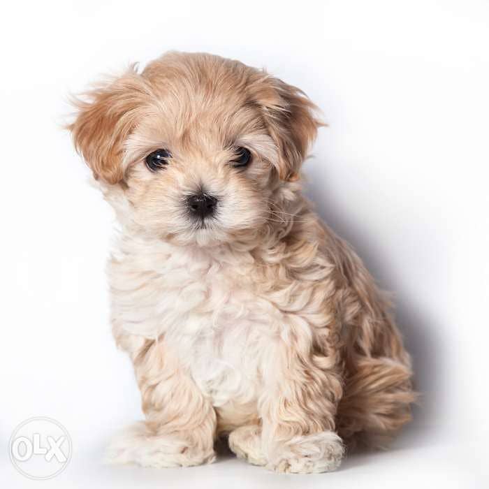 Maltipoo. Baby Puppies // Dog كلاب 0