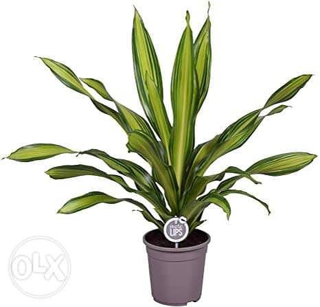 Golden flame dracaena 0