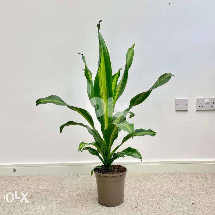 Golden flame dracaena 1