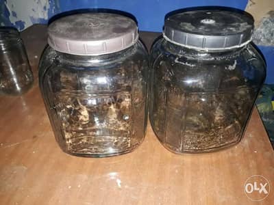 Mortban ezaz 3adad 5