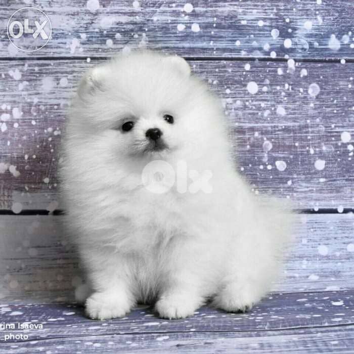 Pomeranian Teacup Full White dog / Puppies كلاب 0