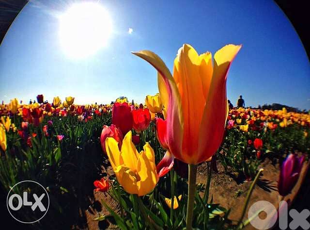 Apple ollo clip Cam Fish eye - Macro- wide angle fits on iphone 5/5S 6