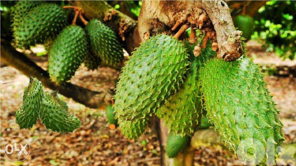 Spanish Graviola شجر غرافيولا إسباني 1