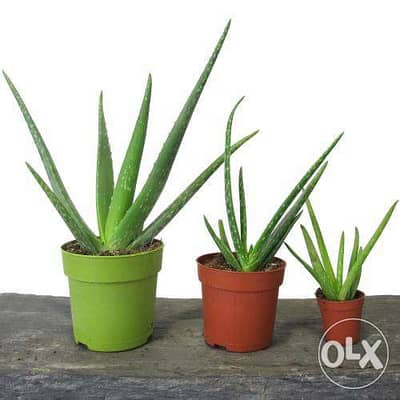 Aloe vera الوفيرا