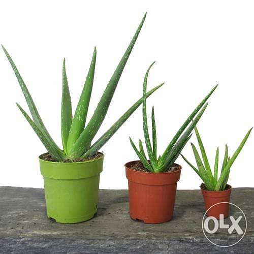Aloe vera الوفيرا 0