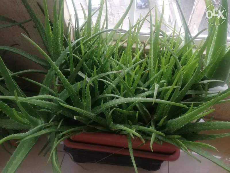 Aloe vera الوفيرا 1