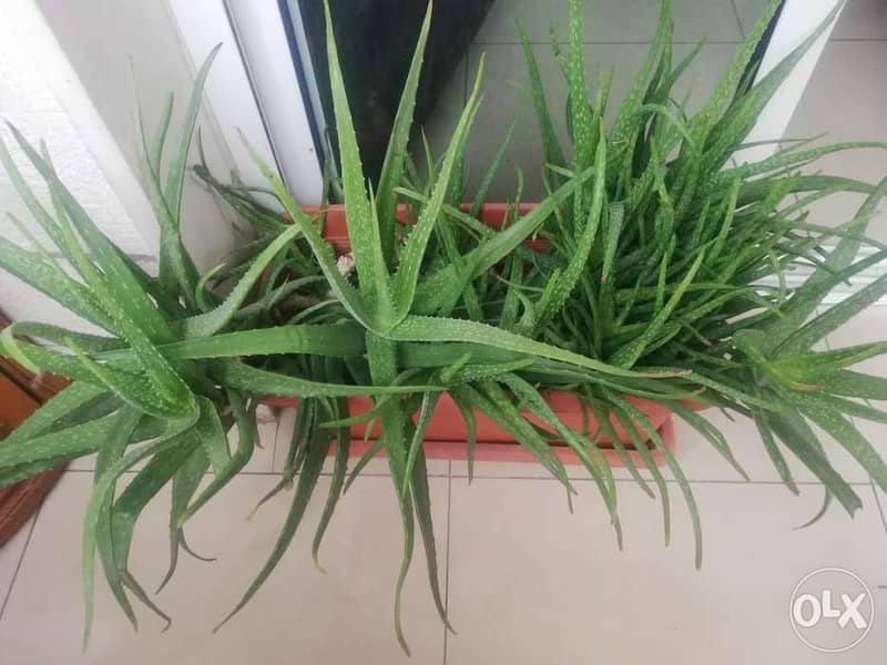 Aloe vera الوفيرا 2