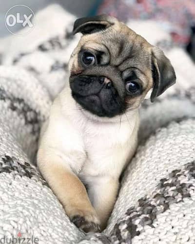 Baby Pug Puppies / dog كلاب