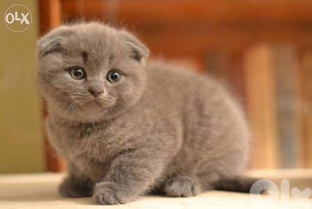 Scottish Grey Short Hair Kittens/ cat قطط