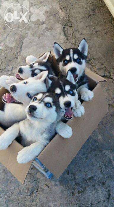 Husky Puppies/ All Colors 0