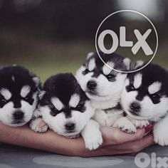 Siberian Husky / Puppies /delivery/ dog كلاب 0