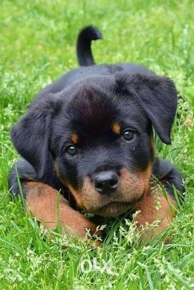 Rottweiler Puppies Black and Tan
