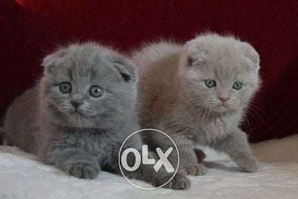 Grey Scottish Fold / Kittens Available now 0