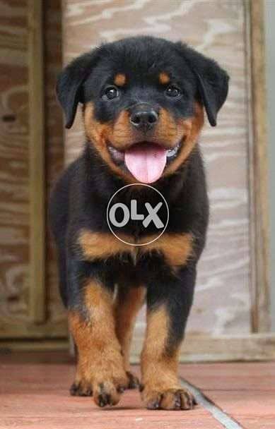 Rottweiler Puppies