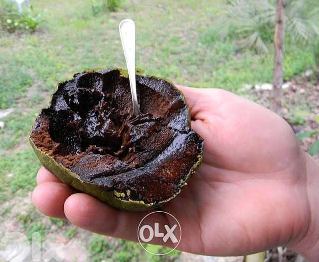 Spanish Black sapote 0