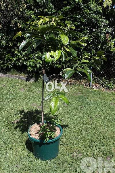 Spanish Black sapote 1