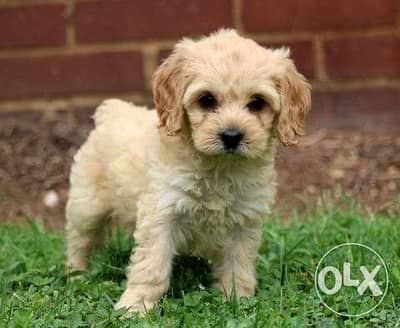 Adorable Cavapoo goldy imported
