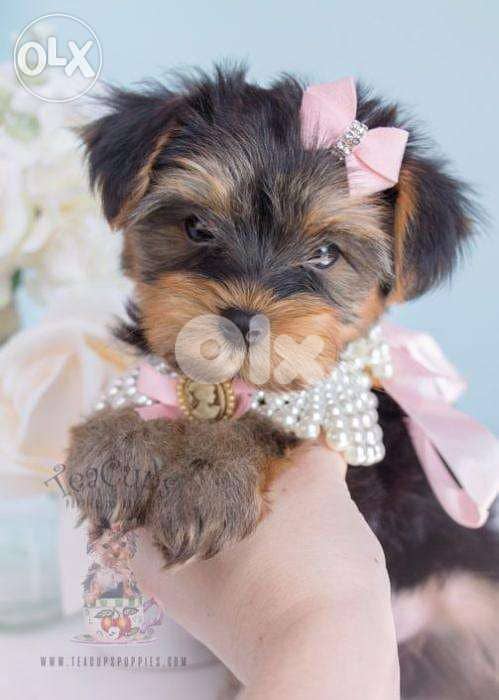 Yorkshire Terrier Mini Dog كلاب puppy 0