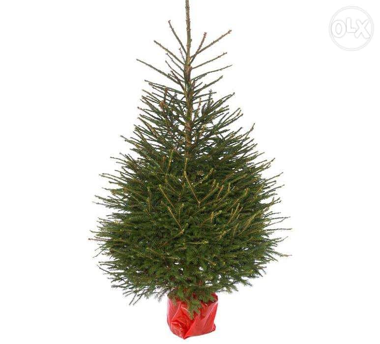 Natural living rooted Christmas tree شجر ميلاد طبيعي 0