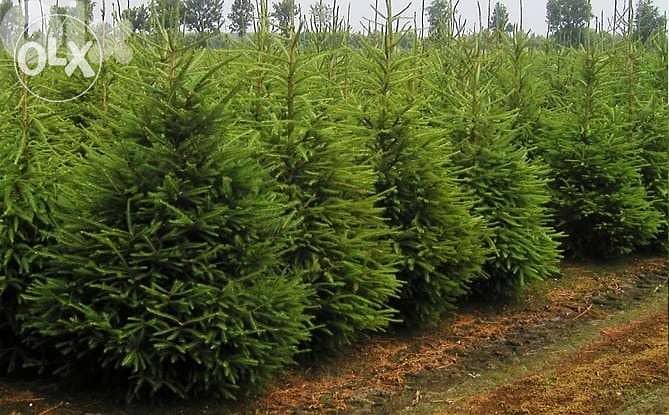 Natural living rooted Christmas tree شجر ميلاد طبيعي 1