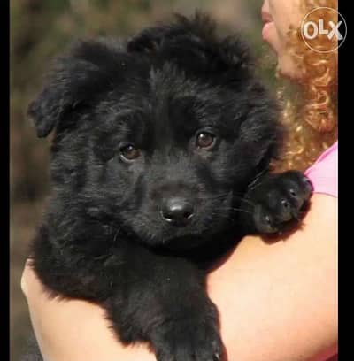 imported Royal Black German Shepherd