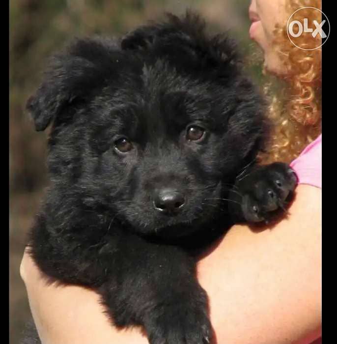 imported Royal Black German Shepherd 0