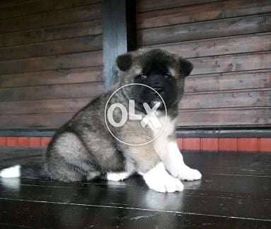 American Akita Puppies