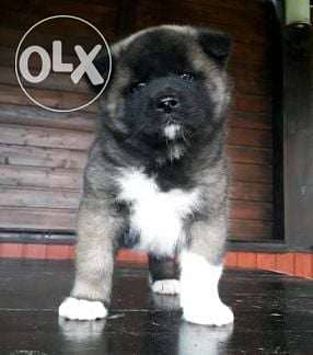 American Akita Puppies Available in store & delivery_ dog كلاب