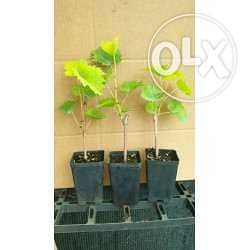 Italian Gooseberry rossa 40,000 LL 1