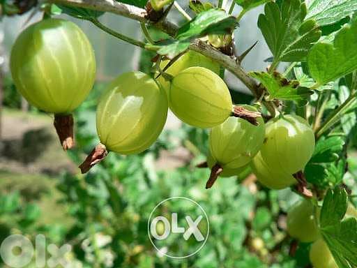 Gooseberry from Italy red/ green 1