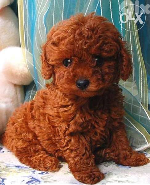 Dark Red Toy Poodle DELIVERY dog كلاب 0