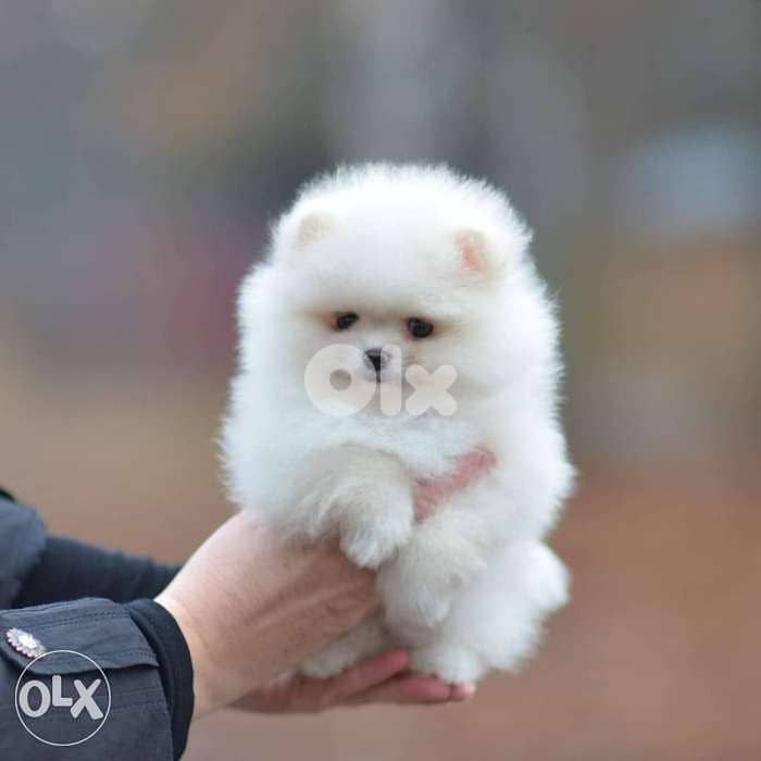 Pomeranian White /available in store/ dog puppies كلاب delivery 0