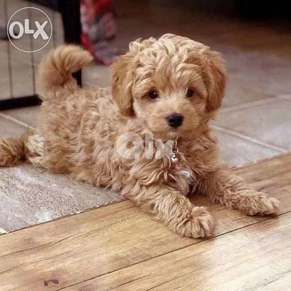 Maltipoo - Golden and Fluffy Puppies / dog كلاب 0
