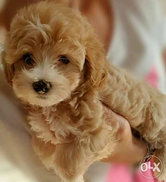 cute imported Maltipoo puppies 0
