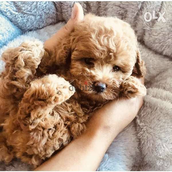 Baby Toy Poodle - Super Small and Sweet/ dog كلاب 0