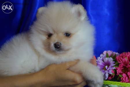 Sweetest Pomeranian Spitz   / cuteness Overload