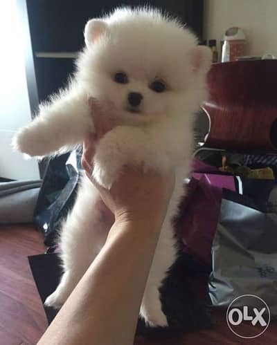 Pomeranian Spitz Puppies AVAILABLE