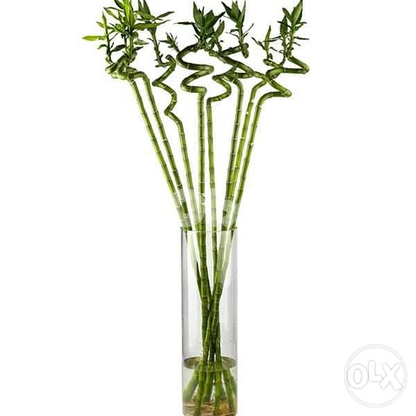 Lucky Bamboo sticks 1