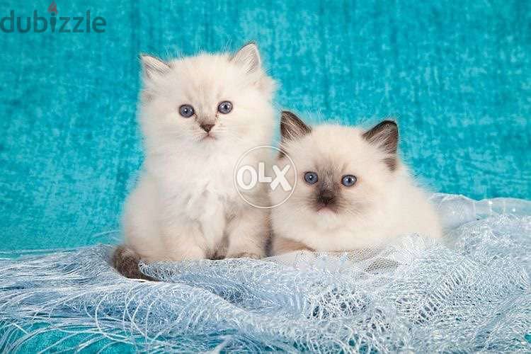 Persian with blue eyes cat قطط 0
