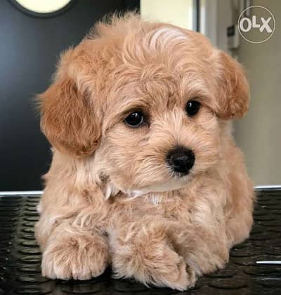 Imported Maltipoo Brown Small breed