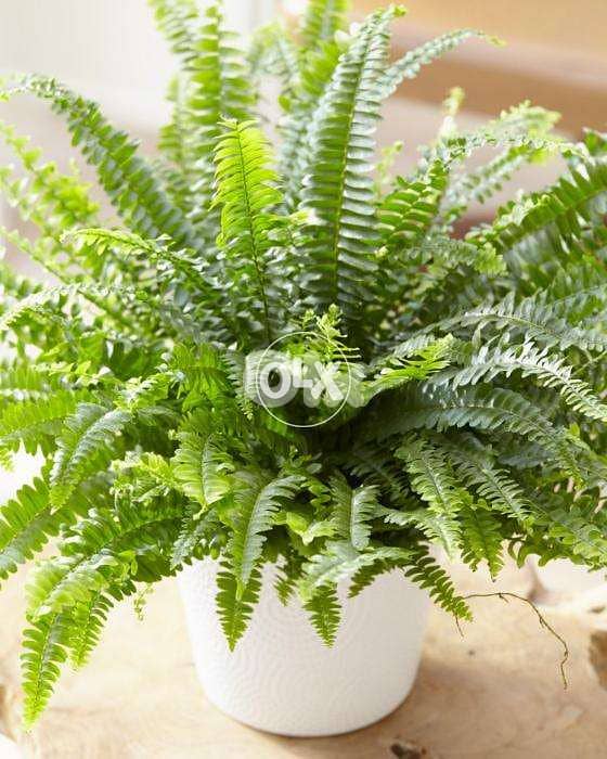 Boston fern 0