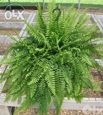 Boston fern 1