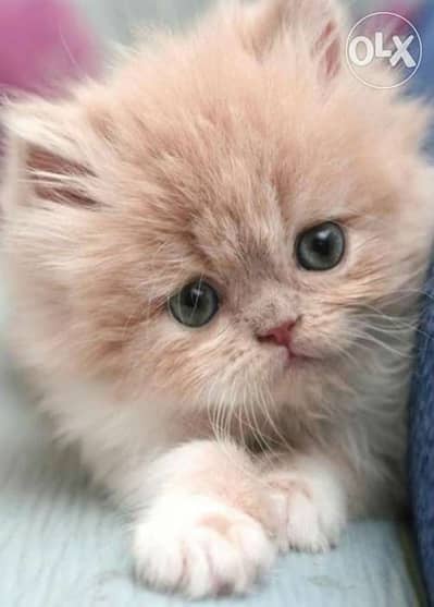 Persian Gold kitten cutesstt