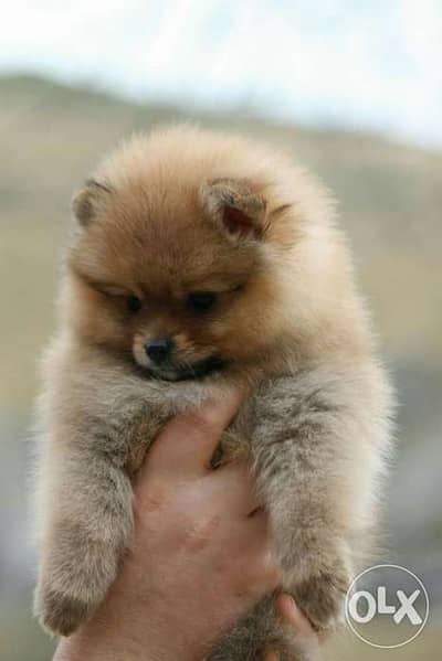 puppy Pomeranian ORANGE imported